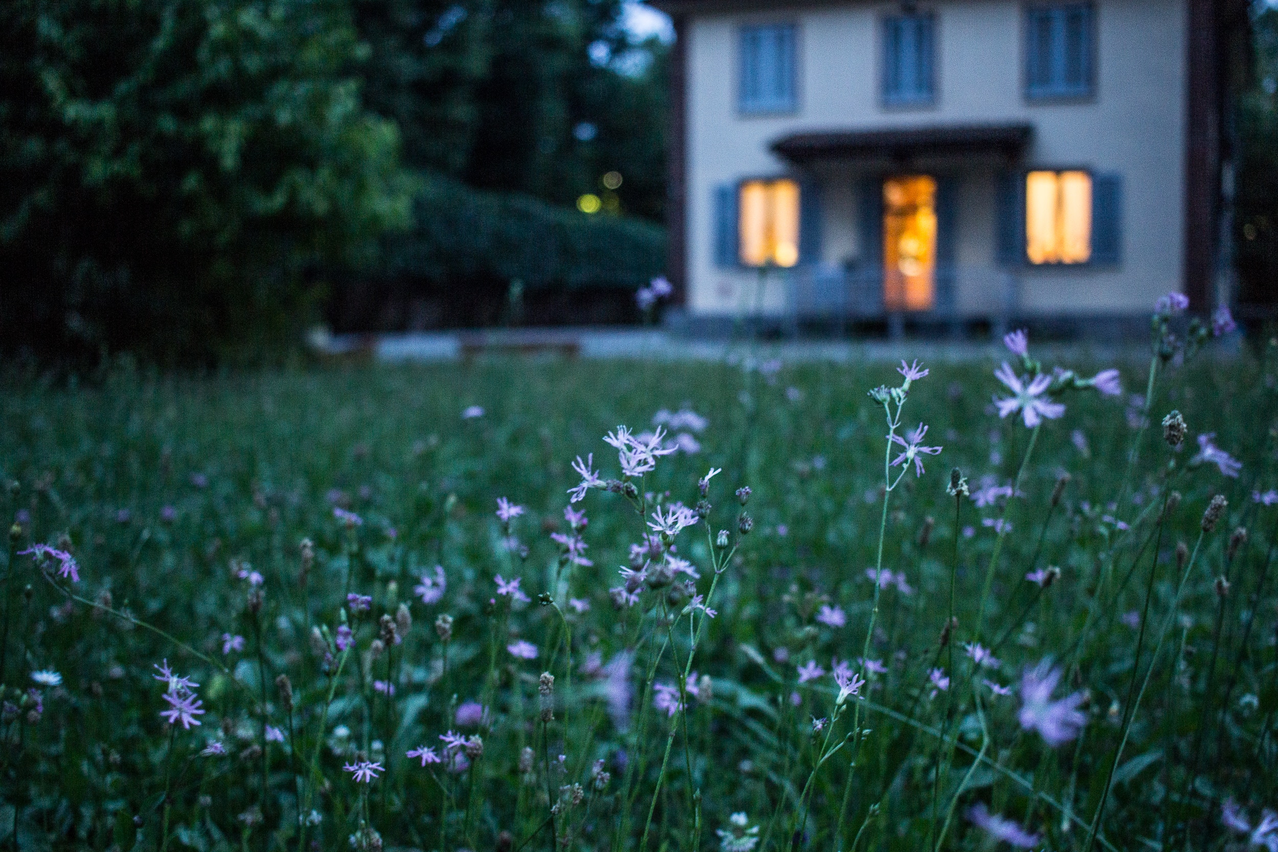 Picture of a house with lights on with a field of grass and purple wildflowers